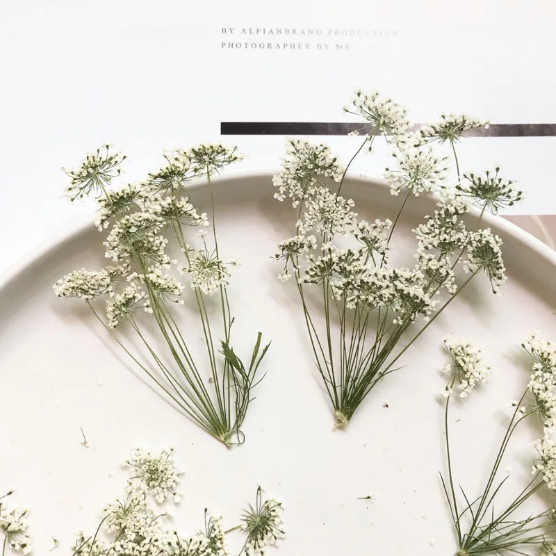 5-7cm/12pcs,Snow Tiny Flowers  - Craft Embellishments のレビューと価格
