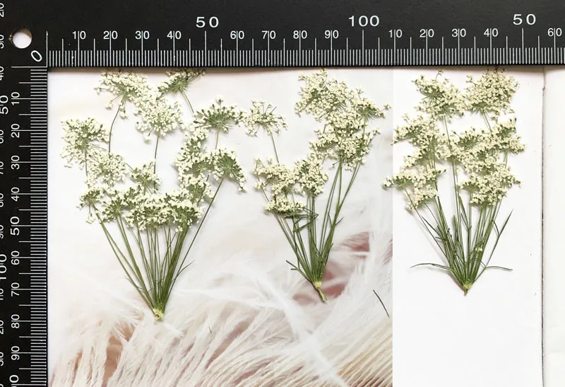 5-7cm/12pcs,Snow Tiny Flowers  - Craft Embellishments のレビューと価格