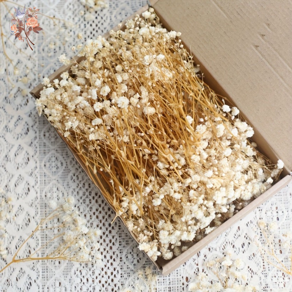 100pcs Mini Dried Baby's Breat - Craft Embellishments のレビューと価格